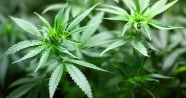 Cannabis terapeutica: ecco cosa sapere